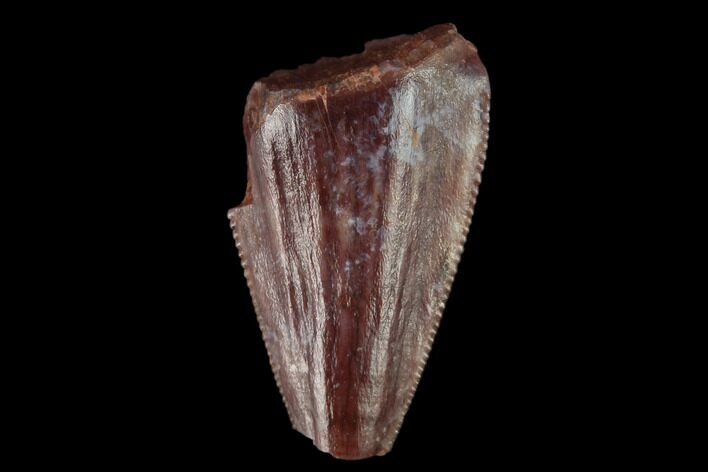 Serrated, Fossil Phytosaur Tooth - New Mexico #133313